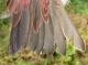 Thumbnail - MG2-2221-82125-Carpodacus_purpureus_AOU_7_52-3394.jpg