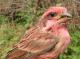 Thumbnail - MG2-2221-82125-Carpodacus_purpureus_AOU_7_52-3395.jpg