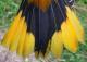 Thumbnail - MG2-2231-00801-Icterus_galbula_AOU_7_52-3747.jpg