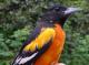 Thumbnail - MG2-2231-00801-Icterus_galbula_AOU_7_52-3748.jpg