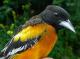 Thumbnail - MG2-2231-66281-Icterus_galbula_AOU_7_52-3751.jpg