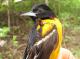 Thumbnail - MG2-2231-72730-Icterus_galbula_AOU_7_52-3768.jpg