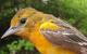 Thumbnail - MG2-2231-72747-Icterus_galbula_AOU_7_52-3774.jpg