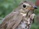 Thumbnail - MG2-2241-30985-Catharus_ustulatus_AOU_7_52-2982.jpg