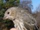 Thumbnail - MG2-2261-16620-Carpodacus_mexicanus_AOU_7_52-3234.jpg