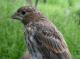 Thumbnail - MG2-2291-32403-Carpodacus_mexicanus_AOU_7_52-3264.jpg