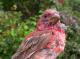 Thumbnail - MG2-2321-00433-Carpodacus_purpureus_AOU_7_52-3398.jpg