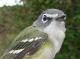 Thumbnail - MG2-2321-00489-Vireo_solitarius_AOU_7_52-3618.jpg