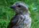 Thumbnail - MG2-2321-18856-Carpodacus_purpureus_AOU_7_52-3408.jpg