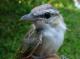 Thumbnail - MG2-2321-18868-Vireo_olivaceus_AOU_7_52-3726.jpg