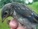 Thumbnail - MG2-2341-58819-Sialia_sialis_AOU_7_52-2943.jpg