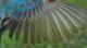 Thumbnail - MG2-2351-40132-Passerina_cyanea_AOU_7_52-3279.jpg