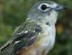 Thumbnail - MG2-2351-48688-Vireo_solitarius_AOU_7_52-3627.jpg