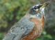 Thumbnail - MG2-2352-01743-Turdus_migratorius_AOU_7_52-3056.jpg