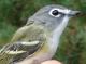 Thumbnail - MG2-2401-74377-Vireo_solitarius_AOU_7_52-3624.jpg