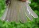 Thumbnail - MG2-2401-74439-Vireo_olivaceus_AOU_7_52-3731.jpg