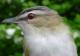 Thumbnail - MG2-2401-74439-Vireo_olivaceus_AOU_7_52-3732.jpg