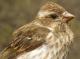 Thumbnail - MG2-2401-97286-Carpodacus_purpureus_AOU_7_52-3386.jpg