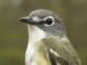 Thumbnail - MG2-2401-97296-Vireo_solitarius_AOU_7_52-3615.jpg