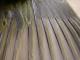 Thumbnail - MG2-2410-27933-Oreothlypis_ruficapilla_AOU_7_52-2592.jpg