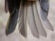Thumbnail - MG2-2410-96956-Regulus_satrapa_AOU_7_52-3860.jpg
