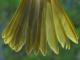 Thumbnail - MG2-2421-70515-Icterus_galbula_AOU_7_52-3740.jpg