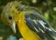 Thumbnail - MG2-2421-70515-Icterus_galbula_AOU_7_52-3741.jpg