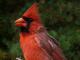 Thumbnail - MG2-2421-70797-Cardinalis_cardinalis_AOU_7_52-3320.jpg