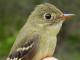 Thumbnail - MG2-2430-42685-Empidonax_flaviventris_AOU_7_52-3520.jpg