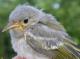 Thumbnail - MG2-2430-42697-Setophaga_petechia_AOU_7_52-2873.jpg