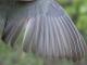 Thumbnail - MG2-2440-72242-Setophaga_caerulescens_AOU_7_52-2277.jpg