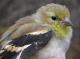 Thumbnail - MG2-2440-72542-Spinus_tristis_AOU_7_52-3165.jpg