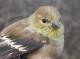 Thumbnail - MG2-2440-72544-Spinus_tristis_AOU_7_52-3156.jpg