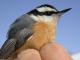 Thumbnail - MG2-2460-40301-Sitta_canadensis_AOU_7_52-3696.jpg