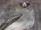 Thumbnail - MG2-2460-40305-Junco_hyemalis_AOU_7_52-1920.jpg