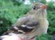 Thumbnail - MG2-2460-40370-Empidonax_flaviventris_AOU_7_52-3523.jpg