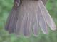 Thumbnail - MG2-2460-40375-Parkesia_noveboracensis_AOU_7_52-2647.jpg