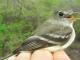 Thumbnail - MG2-2460-40489-Empidonax_minimus_AOU_7_52-3553.jpg