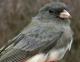 Thumbnail - MG2-2460-40579-Junco_hyemalis_AOU_7_52-1917.jpg