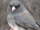 Thumbnail - MG2-2460-40612-Junco_hyemalis_AOU_7_52-1909.jpg