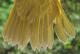 Thumbnail - MG2-2460-40725-Geothlypis_philadelphia_AOU_7_52-2518.jpg
