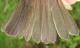 Thumbnail - MG2-2500-65310-Vireo_philadelphicus_AOU_7_52-3641.jpg