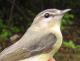 Thumbnail - MG2-2500-65310-Vireo_philadelphicus_AOU_7_52-3642.jpg