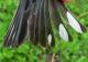 Thumbnail - MG2-2500-65376-Setophaga_coronata_AOU_7_52-2530.jpg