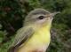 Thumbnail - MG2-2500-65707-Vireo_philadelphicus_AOU_7_52-3633.jpg