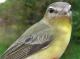 Thumbnail - MG2-2500-65821-Vireo_philadelphicus_AOU_7_52-3636.jpg