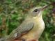 Thumbnail - MG2-2500-65835-Setophaga_caerulescens_AOU_7_52-2281.jpg