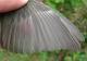 Thumbnail - MG2-2500-65835-Setophaga_caerulescens_AOU_7_52-2283.jpg