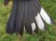 Thumbnail - MG2-2500-68109-Setophaga_caerulescens_AOU_7_52-2267.jpg