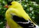 Thumbnail - MG2-2510-81002-Spinus_tristis_AOU_7_52-3171.jpg